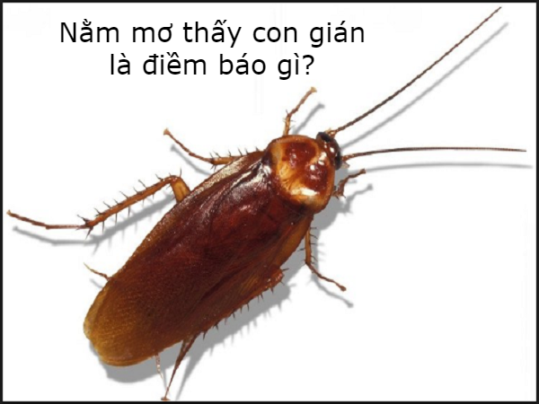 Nằm mơ thấy gián là điềm báo gì