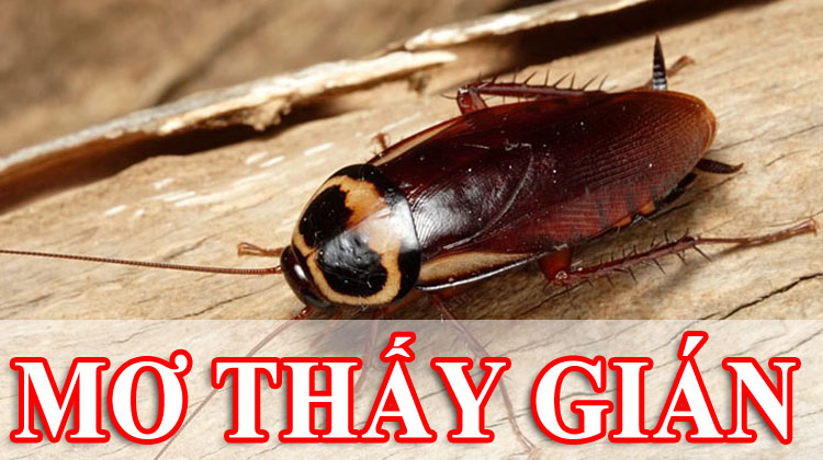 Nằm mơ thấy gián